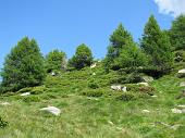 35 Tutto verde